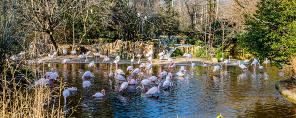 animaux au zoo