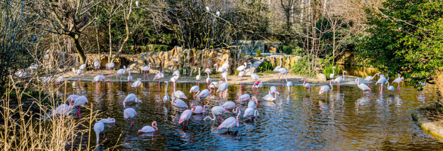 animaux au zoo